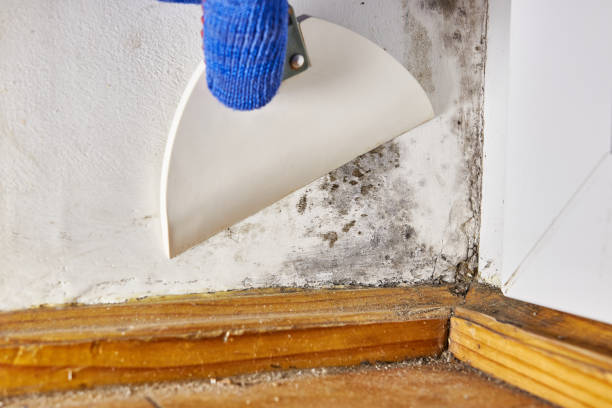 Best Basement Mold Removal  in Caddo Mills, TX